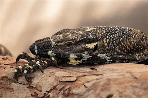 Delving into the Profound Significance of Dreaming about a Sapphire Shelled Reptile