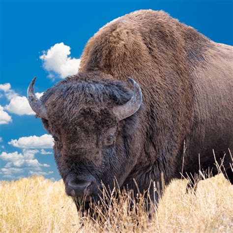 Delving into the Significance of a Miniature Bison Vision