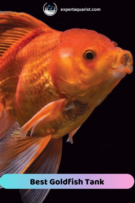 Designing the Ideal Habitat for Your Precious Goldfish