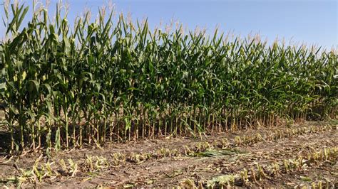 Developing Drought-Tolerant Corn with Exquisite Cob Structures