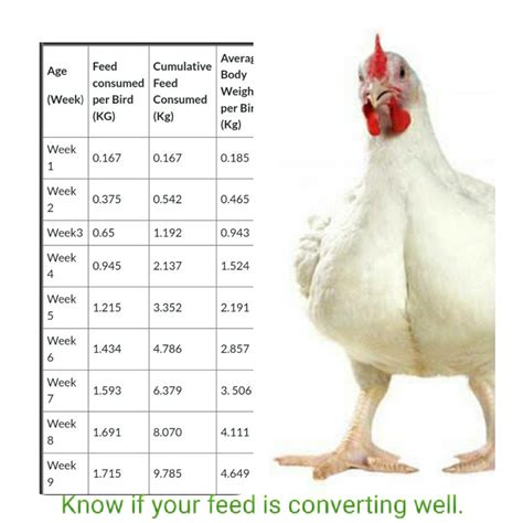 Developing a Feeding Schedule for Your Poultry