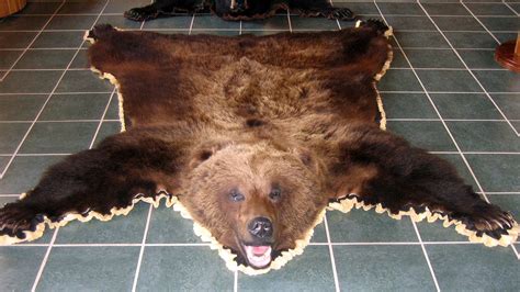 Different Varieties of Bear Skin Rugs