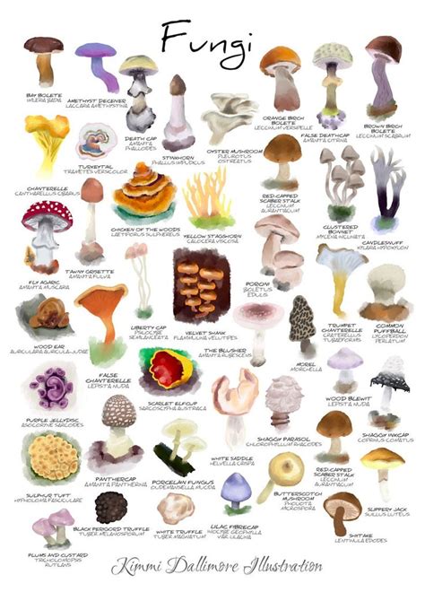 Different Varieties of Palatable Fungi: A Handbook for Fervent Mushroom Foragers