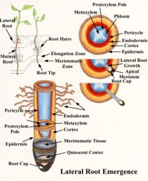 Digging Deep: Understanding the Anatomy of Roots