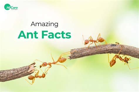 Discover Fascinating Ant Facts That Will Astonish You