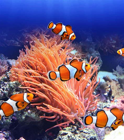 Discover Fascinating Trivia about the Playful Clown Fish