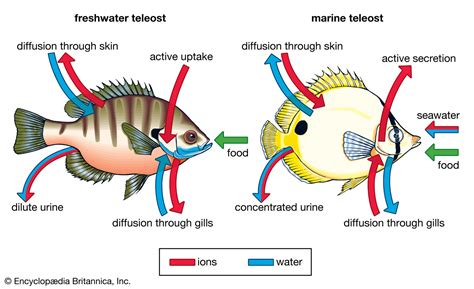 Discover the Art of Aquatic Respiration: Hacks and Strategies