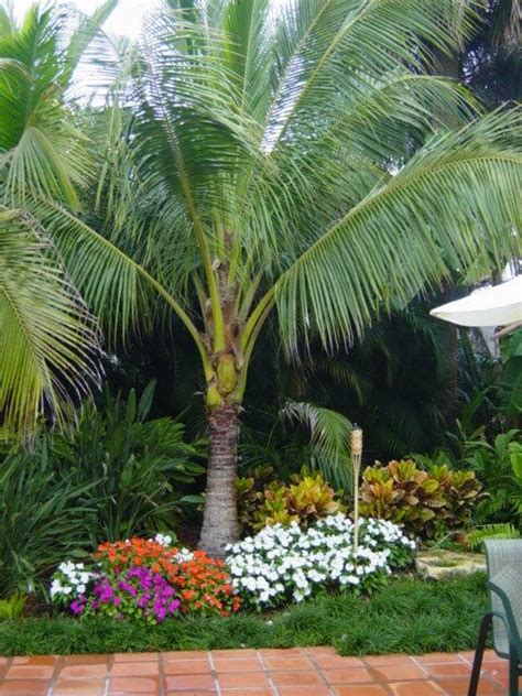 Discover the Art of Cultivating Exquisite Coconut Trees in Your Own Backyard