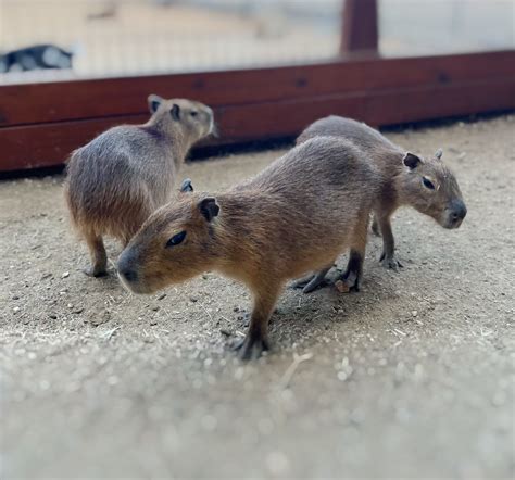 Discover the Capybaras: Nature's Gentle Giants