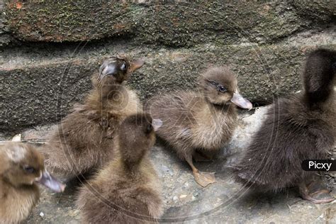 Discover the Delight of Capturing a Duckling