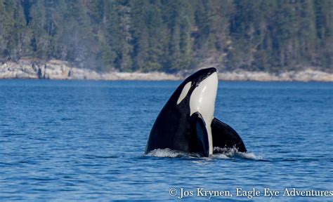 Discover the Enchanting Communication Patterns of Orcas