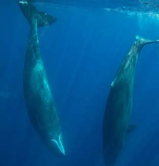 Discover the Enchanting Secrets of the Dolphins' Realm