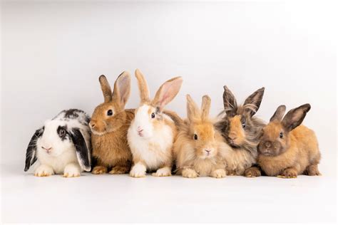 Discover the Enchanting World of Baby Bunny Breeds