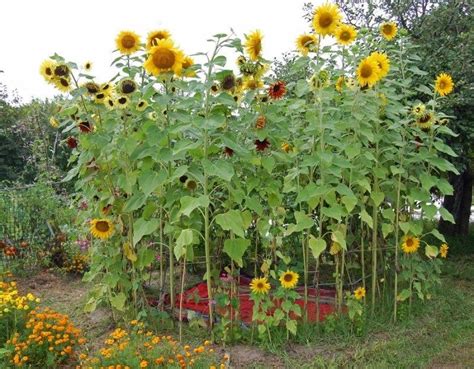 Discover the Enchantment of Giant Sunflowers in Landscaping and Gardens