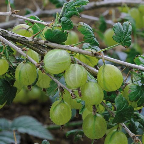 Discover the Exquisite Flavor of Gooseberries