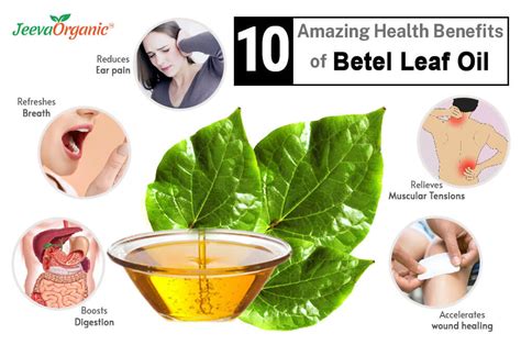 Discover the Health Benefits of Consuming Betel Leaves