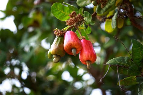 Discover the Health Rewards of the Luscious Cashew Fruit