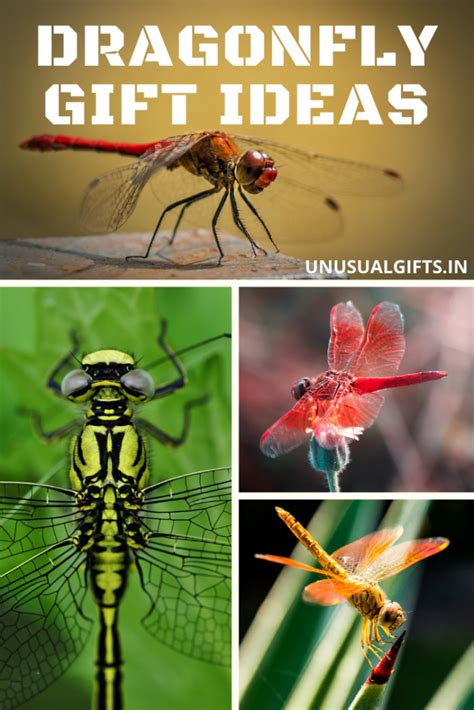 Discover the Ideal Dragonfly Present for Any Celebration