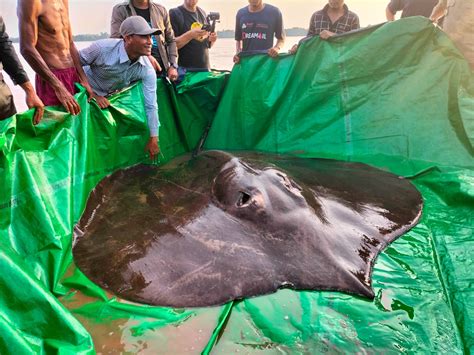 Discover the Magical Kingdom of Enormous Stingrays