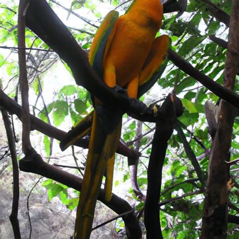 Discover the Perfect Parrot Companion: Finding the Ideal Species for You