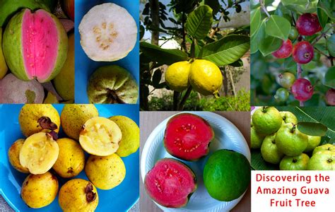 Discover the Plethora of Guava Varieties