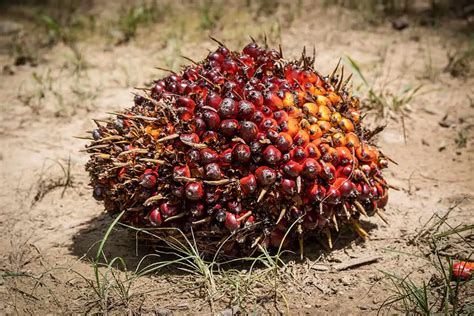 Discover the Regional Varieties of Palm Fruit Stew