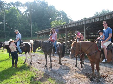 Discover the Thrill of Horse Riding Lessons