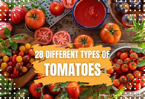 Discover the Various Varieties of Fresh Tomatoes and their Culinary Applications