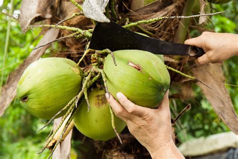 Discover the techniques to cultivate and foster coconut trees for an abundant harvest