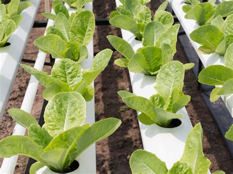 Discovering Innovative Farming Methods for Spinach Cultivation