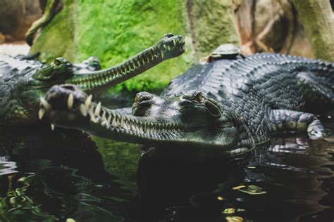 Discovering the Abundance of Wildlife Along a Grand Watercourse