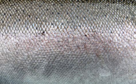 Discovering the Advantages of Fish Skin in Cosmetics and Skincare