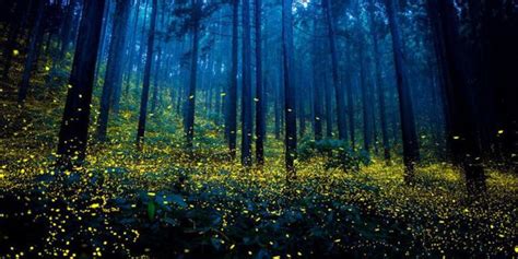 Discovering the Awe-inspiring Beauty of Fireflies through Photography