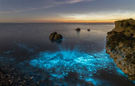 Discovering the Captivating World of Bioluminescence