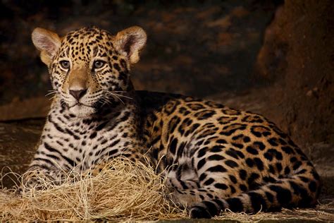 Discovering the Enigmatic World of Young Jaguars