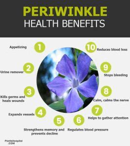 Discovering the Healing Capabilities of Periwinkle: Exploiting its Potential Health Advantages