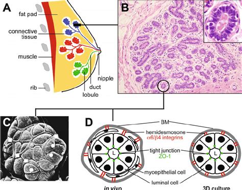 Discovering the Intriguing History of Supernumerary Mammary Glands