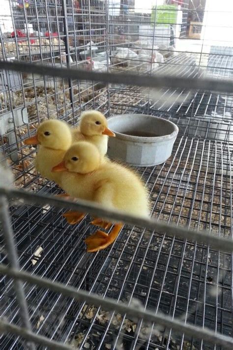 Discovering the Joy of Being Embraced by Darling Ducklings