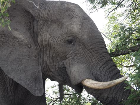 Discovering the Significance of the Majestic Pachyderm's Blessing