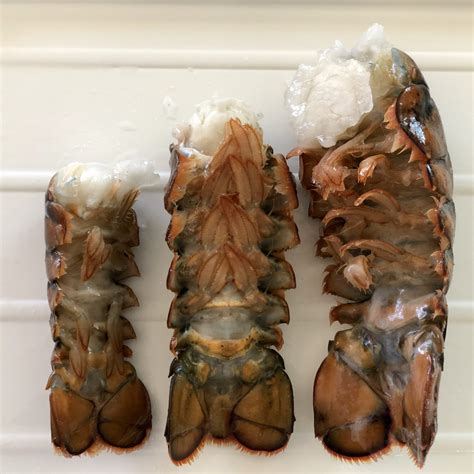 Discovering the Various Varieties of Lobster Tails