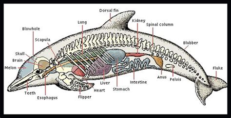 Dive Deeper: Learn about Dolphin Behavior and Physiology