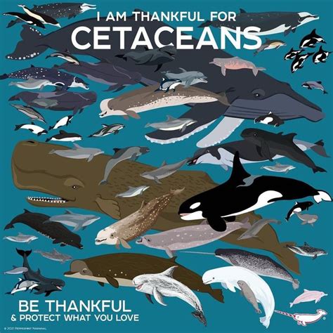 Dive into a Whimsical Journey: Exploring the Magic of Infant Cetaceans