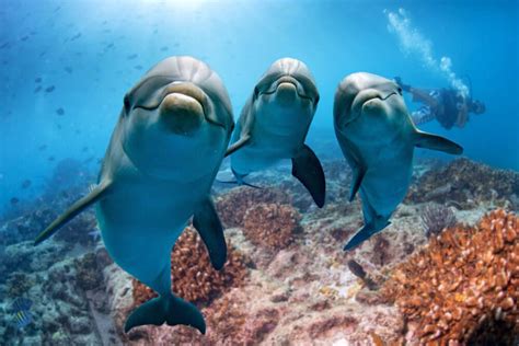 Dive into the Deep: Swim with Dolphins in Their Natural Habitat