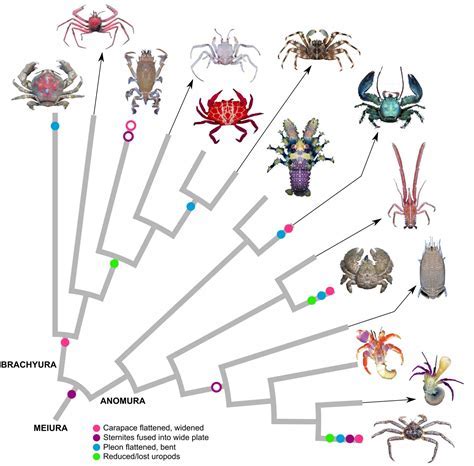 Dive into the Mysterious Realm of Crustaceans: Uncovering the Enigmatic Secrets of Lobsters