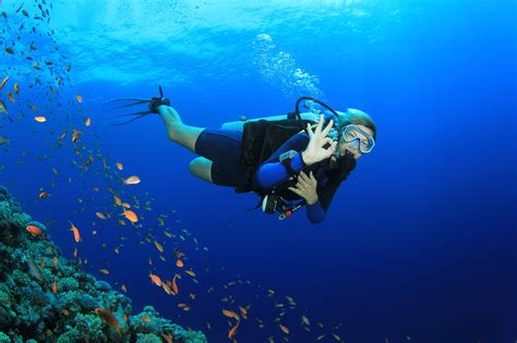 Dive into the Ocean: Exploring the Enchantment of Swimming alongside Gentle Marine Creatures