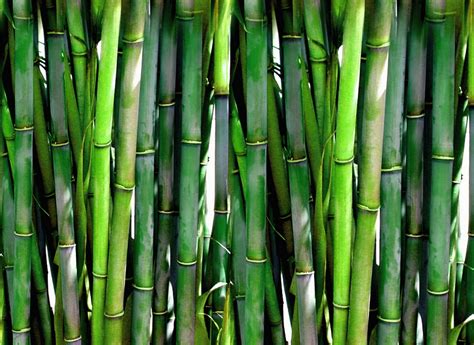 Dive into the Symbolism of Green Bamboo: Meaning and Significance Explored