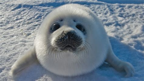 Dive into the World of Seals