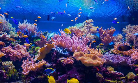 Dive into the world of vibrant coral reefs