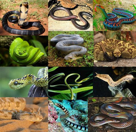 Diverse Species: A Wealth of Snakes