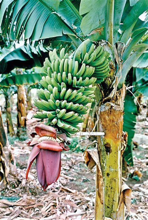 Diving into the Cultural Significance of Banana Trees in Eastern Traditions